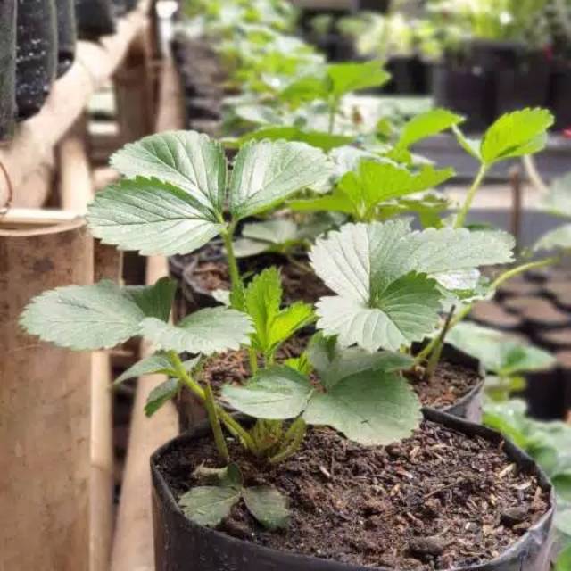 

STROWBERRY KALIVORNIA READY ( BISA BAYAR DITEMPAT)