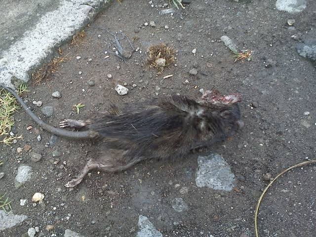 Umpan Jebakan Tikus Paling Ampuh Ramtus Racun Pembasmi Tikus Mati Kering Obat Pembunuh Tikus 2 Pack