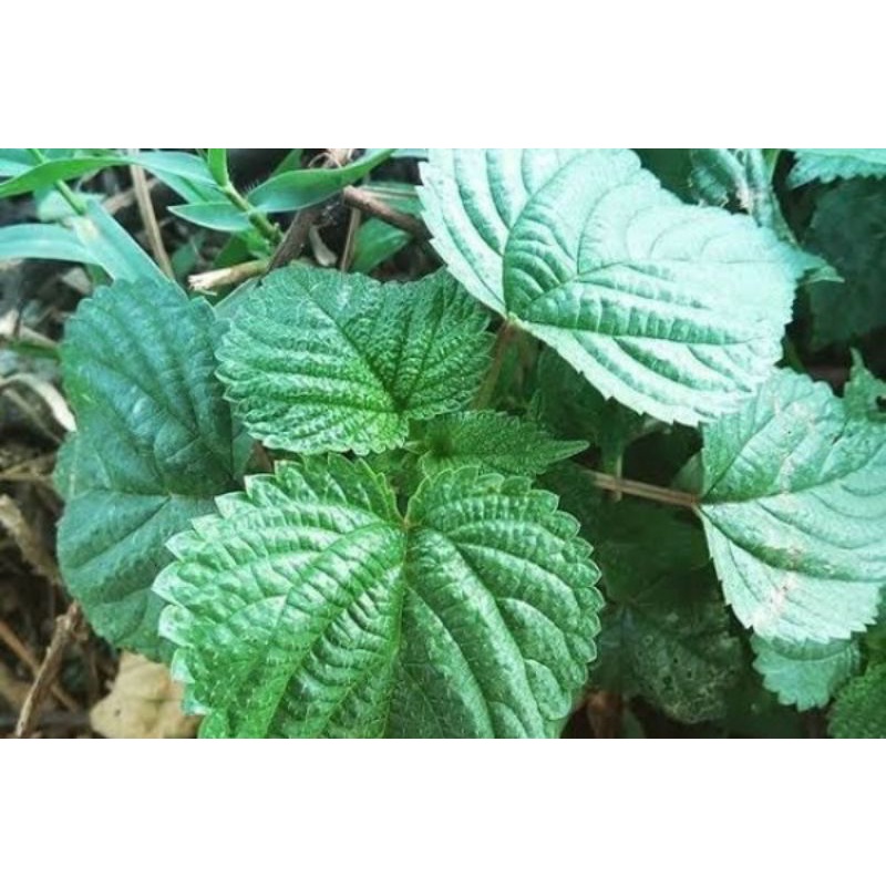 

jual tanamn herbal daun jelatang jantan( pulus) 500 gr
