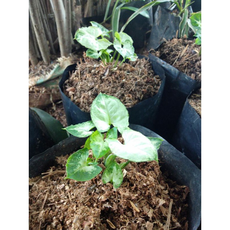 tanaman hias syngonium liliput syngonium mini