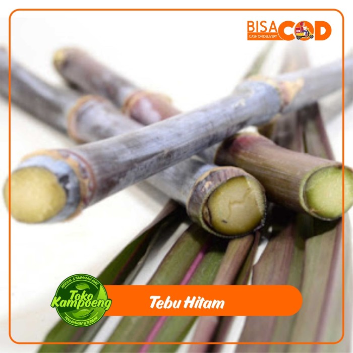 

Tebu hitam 1 kg termurah
