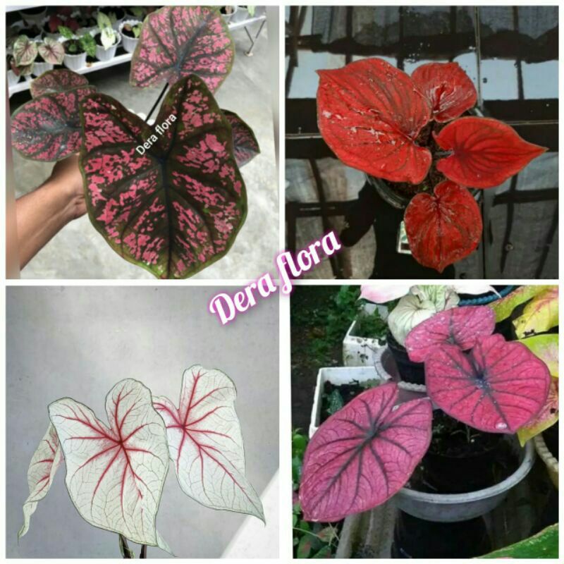 tanaman hias umbi caladium thailand keladi hias