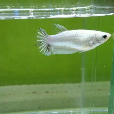 ikan cupang betina plakat white dragon siap kawin/full telur