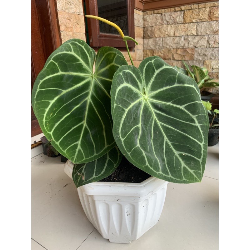anthurium kuping gajah mangkok dorayaki super big
