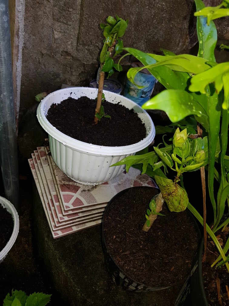 Paket Bunga Sepatu 5pcs