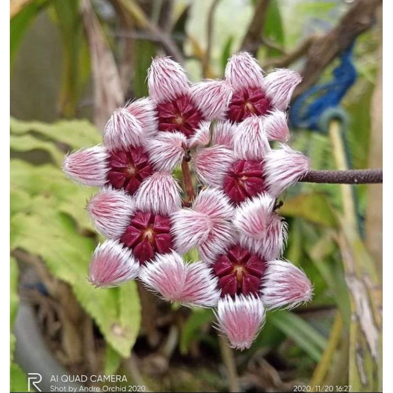 Hoya sulawesiana