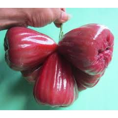 Jual Bibit tanaman Jambu Dalhari Bibit Tanaman Jambu Air Dalhari-2