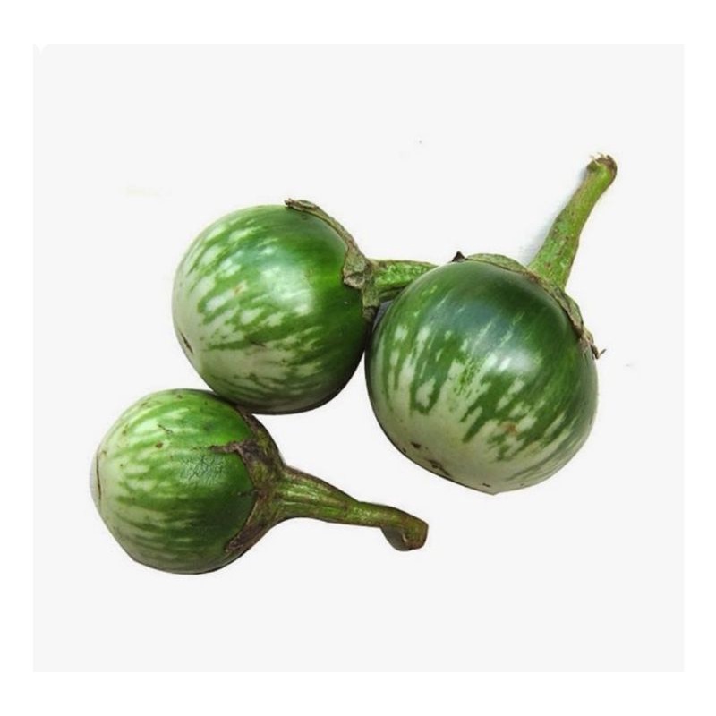 

Terong Bulat Hijau