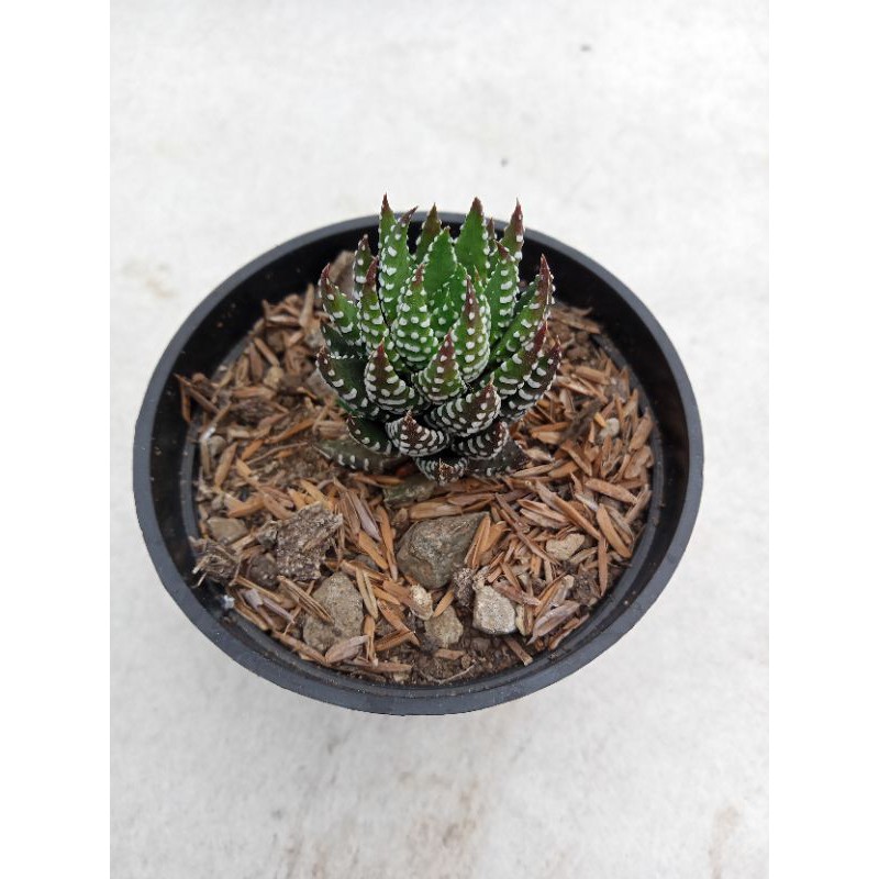 Haworthia Perkutut ||Haworthia Reindwartii||