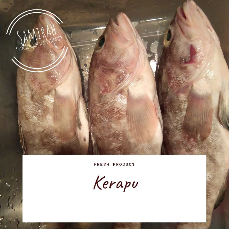 

IKAN KERAPU
