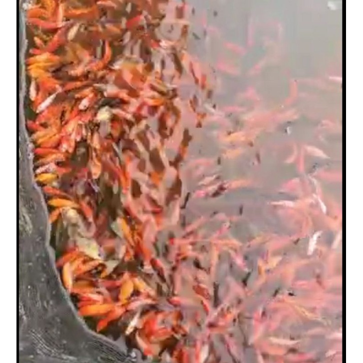 Ikan mas kecil/pakan ikan predator per liter