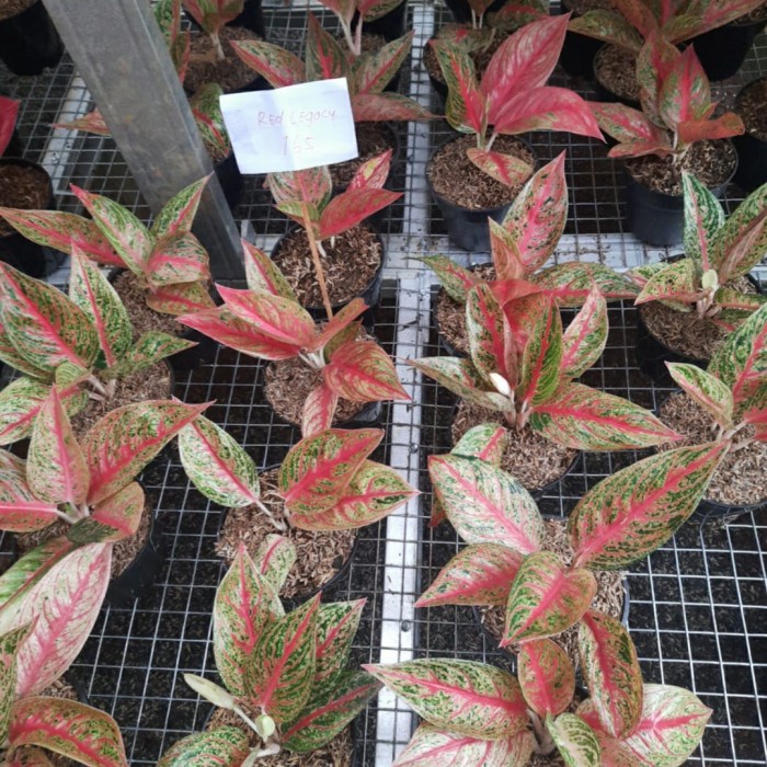 Tanaman Hias Aglonema Red Legacy-Aglonema Legacy