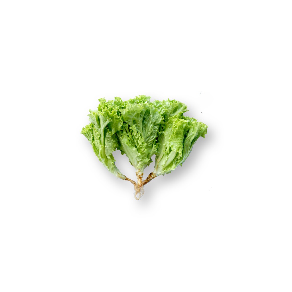 

SAYUR ORGANIK Selada Keriting Hijau