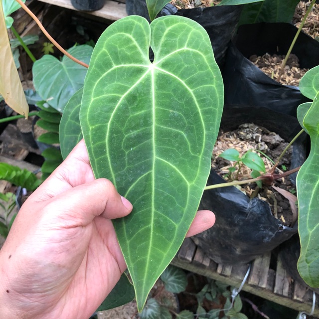 Tanaman Hias Kuping Gajah Magnificum Norte