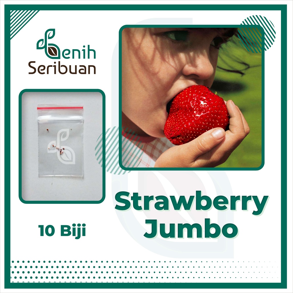 BS-BYL Benih Buah Bibit Tanaman Buah F1 Hibrida Unggul Anggur Strawberry Semangka Melon Labu Pepaya Jambu Blackberry Ciplukan Raspberry dll-STRAWBERRY JUMBO