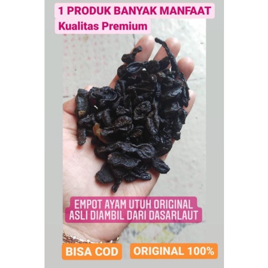 EMPOT AYAM UTUH MPOT UTUH EMPOT ORIGINAL ASLI 100% EMPOT AYAM