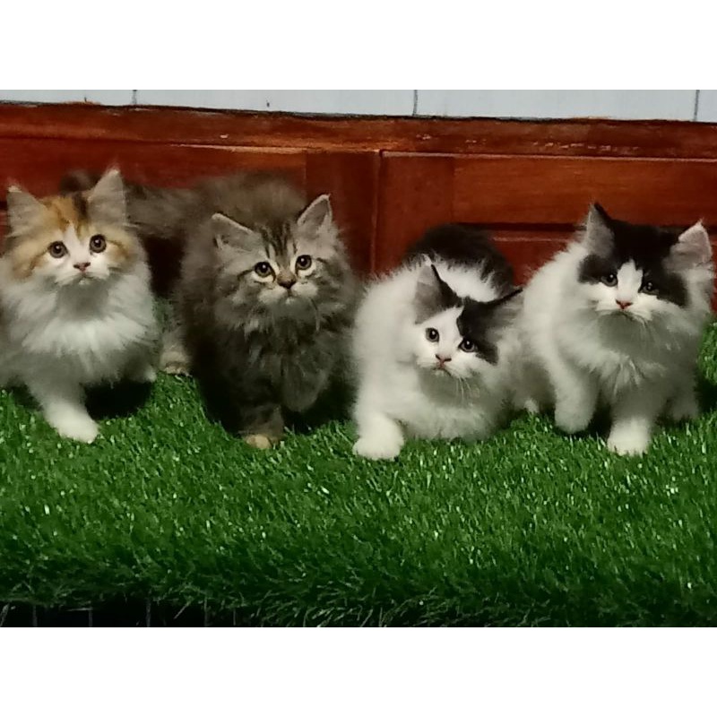 kucing persia kitten Longhair