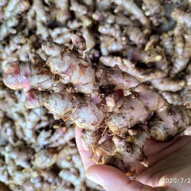 

(COD) Jahe Merah 1kg, magetan