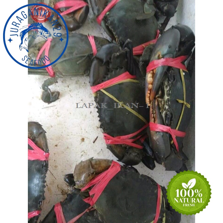 

Kepiting Bakau Mati Segar 1~Kilogram