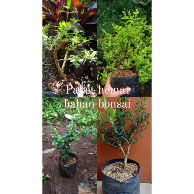 Paket hemat 4 bahan bonsai Seribu bintang lokal, Legistrum Golden, Hokianti, Boxus/ Paket murah