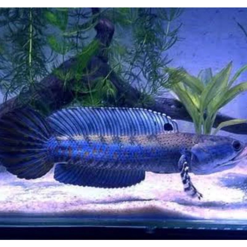 ikan chana blue pulchra 8cm