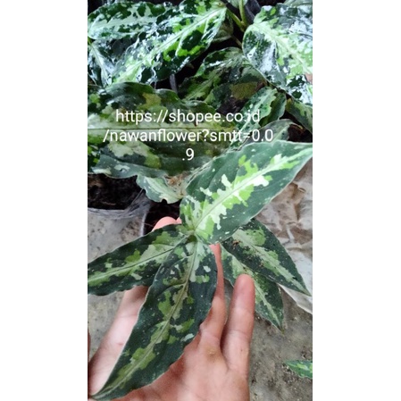 aglonema pictum tricolor army(corak tentara)