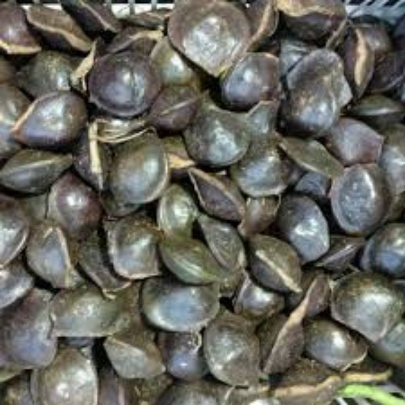 

JENGKOL KULIT MUDA/NIURAME