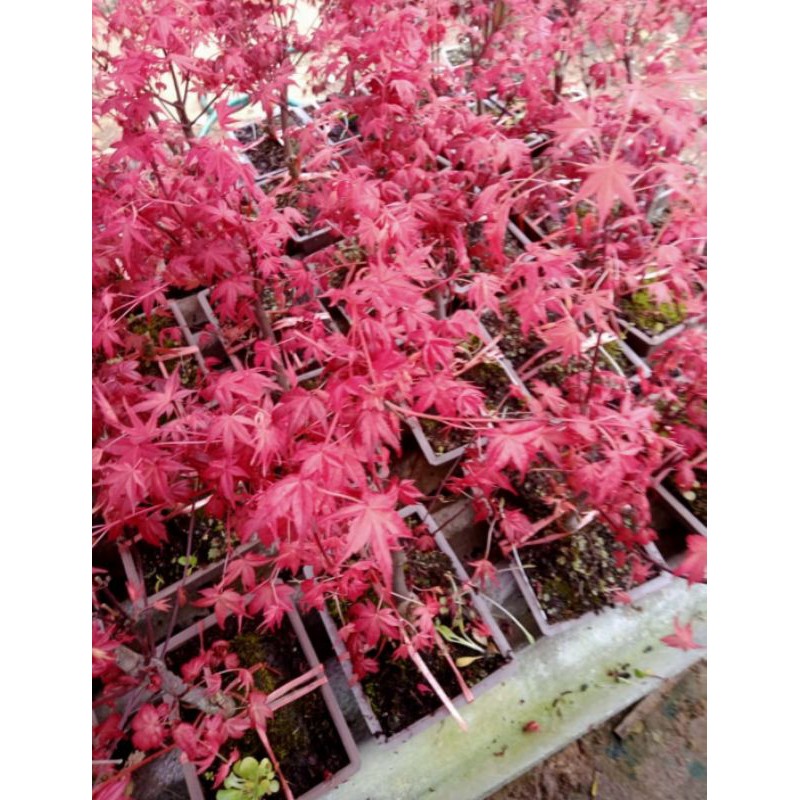 Japanese red maple