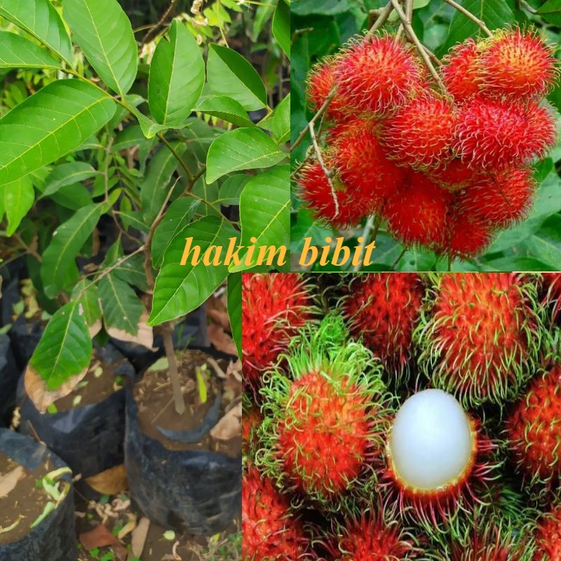 Bibit Buah Rambutan Aceh Stek Okulasi