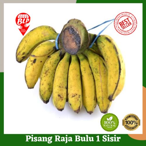 

Pisang Raja Bulu 1 Sisir Berkah Lumbung Pangan