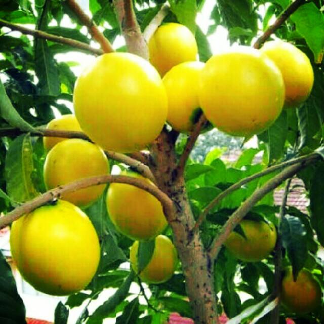 bibit buah sawo abiu