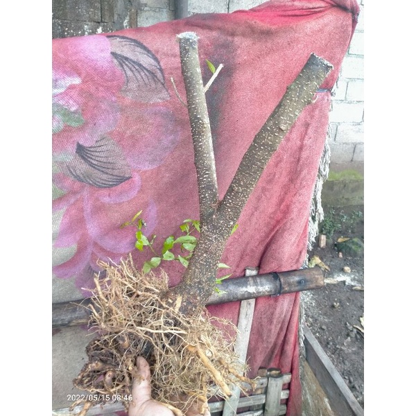 bahan bonsai anting putri