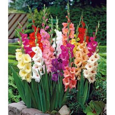 Umbi Benih Bunga Gladiol Mix @_#