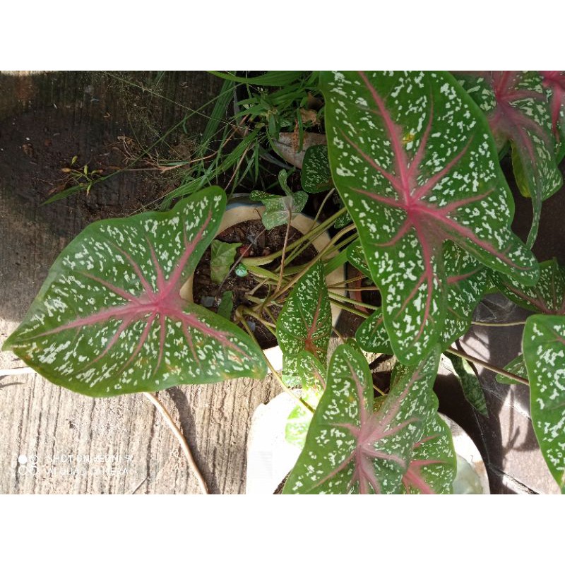 Caladium red star
