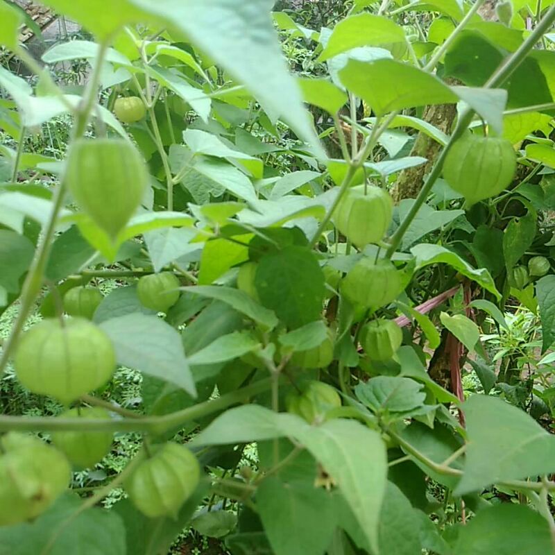 Benih biji buah ciplukan jumbo per buah obat herbal