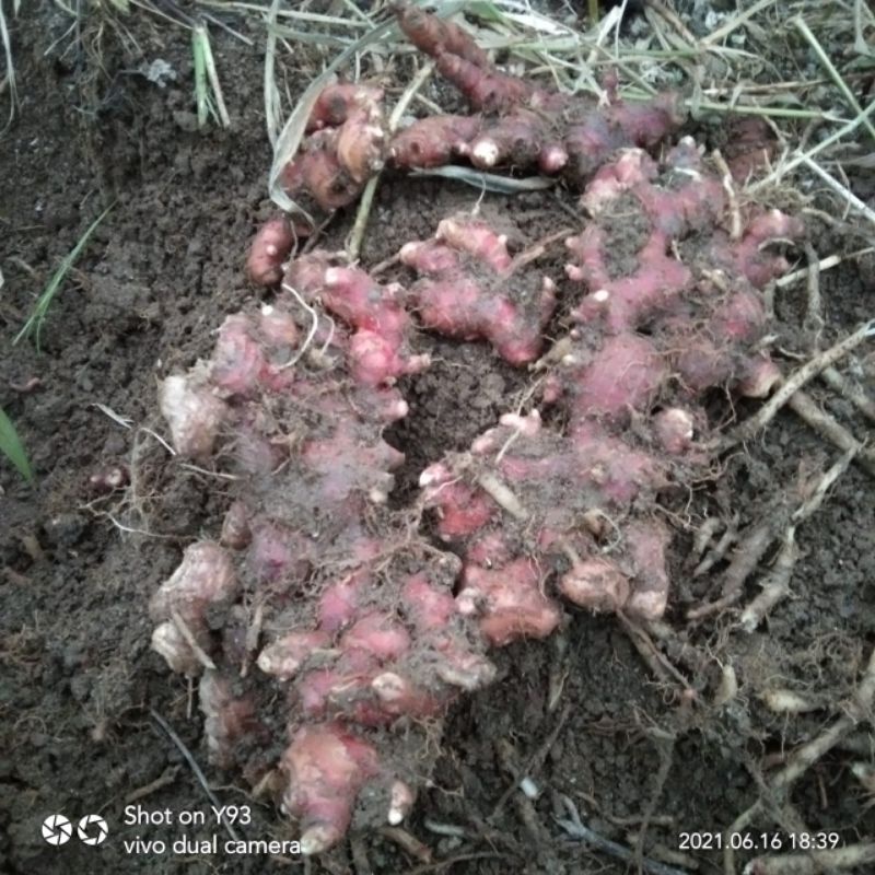 

JAHE MERAH SIANTAR 1KG