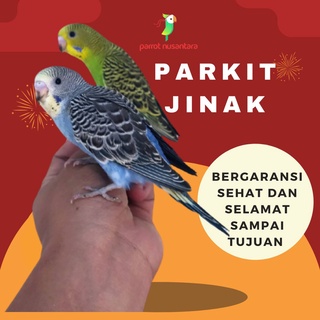 Burung parrot parkit jinak mandiri sepasang