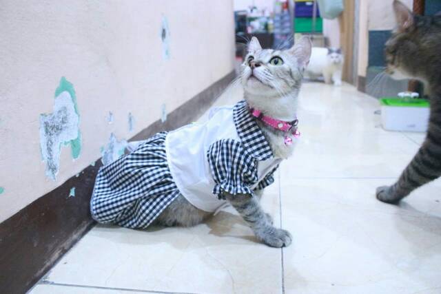 Dress kotak-kotak hitam putih lucu untuk kucing dan anjing / baju kucing murah size S-XL