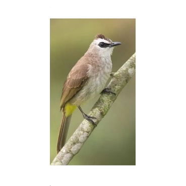 burung trucukan jawa timur big