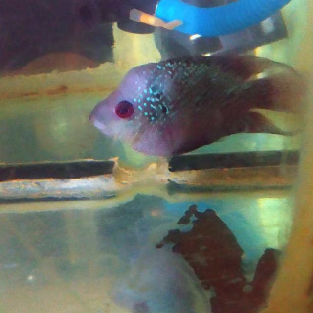 Louhan cencu x SRD short body ukuran 3 jari