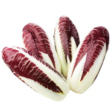 Benih Bibit Biji - Radicchio Rossa di Treviso precoce / Sawi Merah Italia Red Chicory - IMPORT