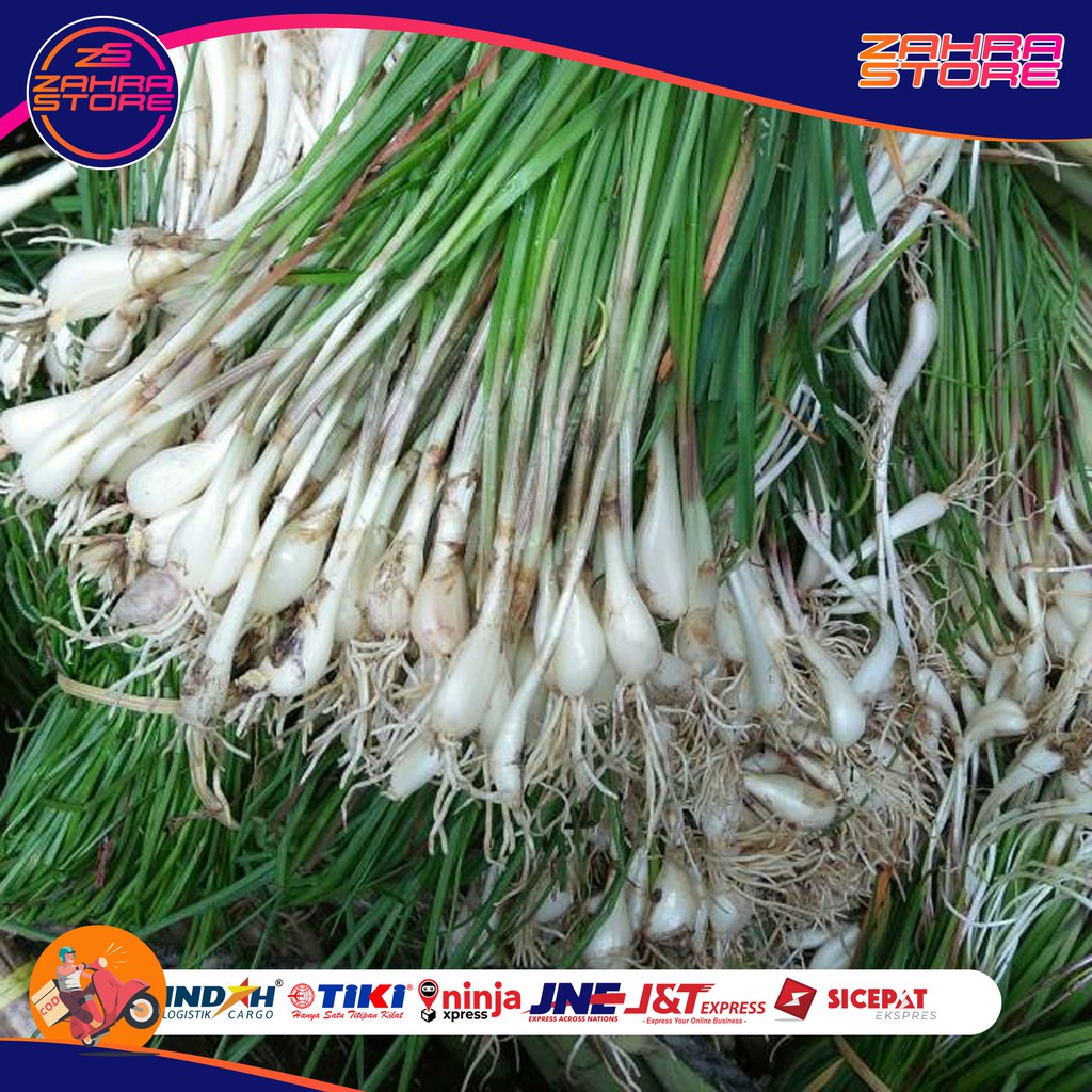 

SAYURAN KUNCAI BAWANG KUCAI SEGAR BISA UNTUK BIBIT zs