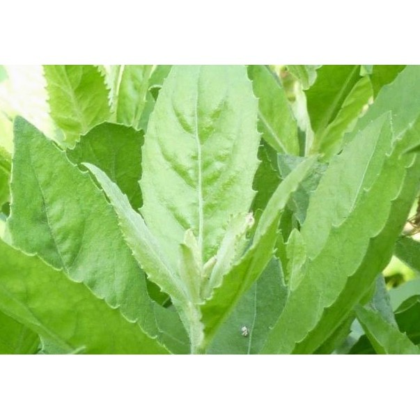 

Daun Beluntas Pluchea Indica Bau Badan 100 Gram