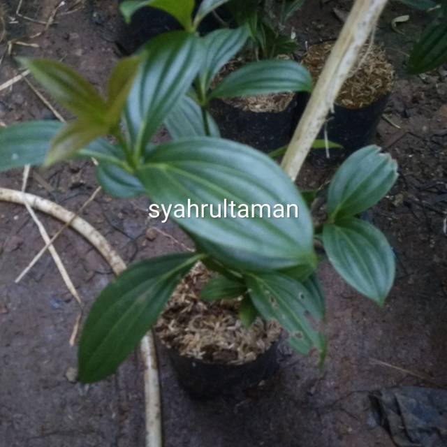 Tanaman hias parijoto - bibit tanaman parijoto