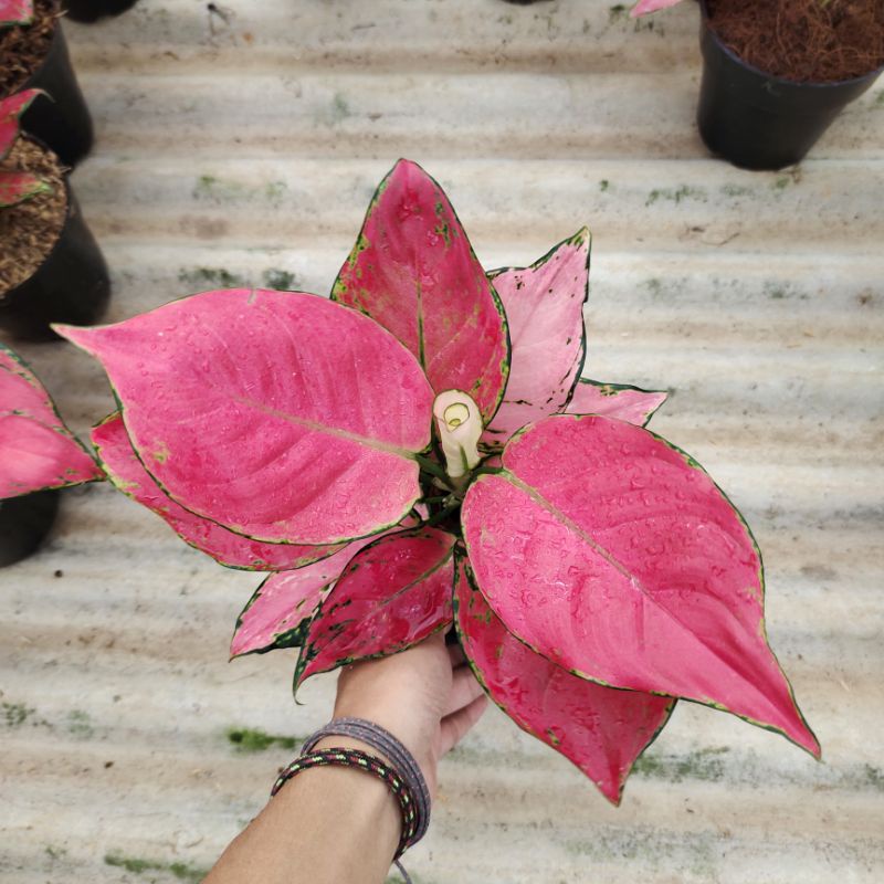 aglonema pink catrina dewasa