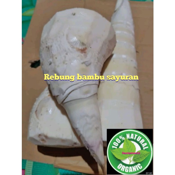 

rebung bersih Bambu sayur 2 kg