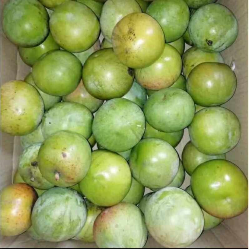 

Mangga Apel Mengkal Segar / Paket 5Kg