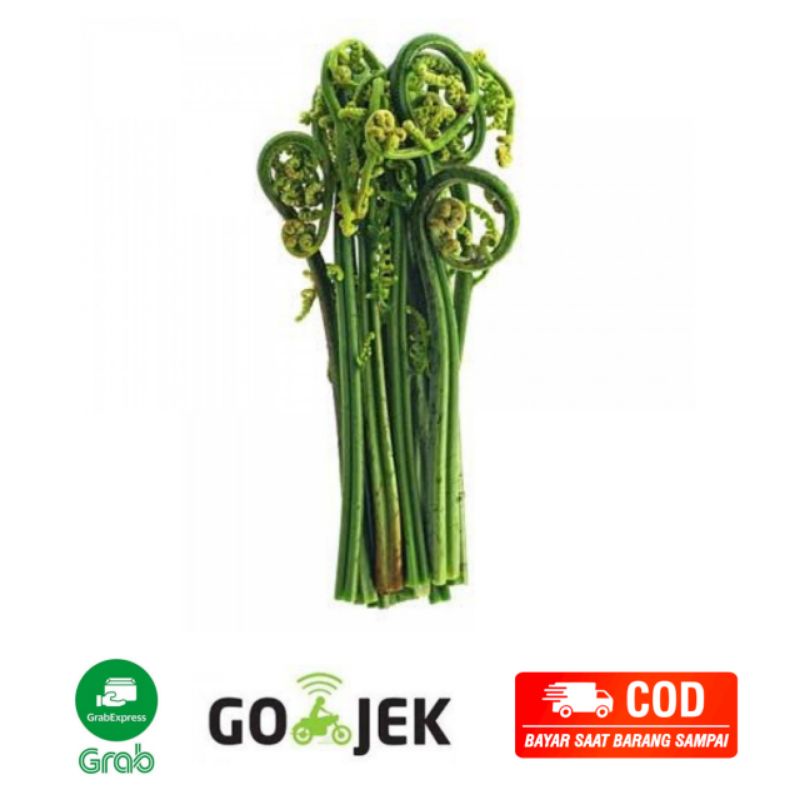 

Pakis Segar 1 Ikat Fresh