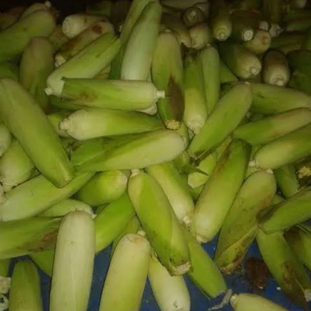 

JAGUNG MANIS