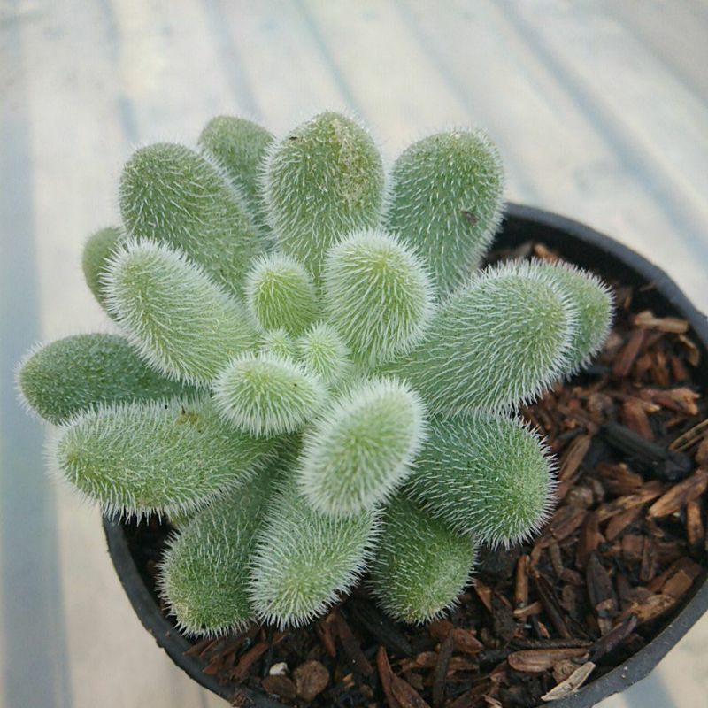 Sukulen Sedum Hintonii